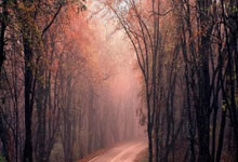 Leyu-今日焦点：德国失利，球迷沸腾——绿茵场外的灼热人间